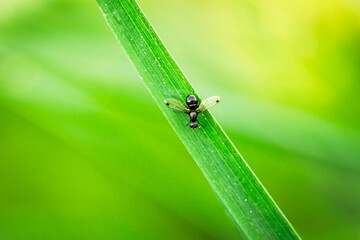 Closeup of a small fly on a green grass blade