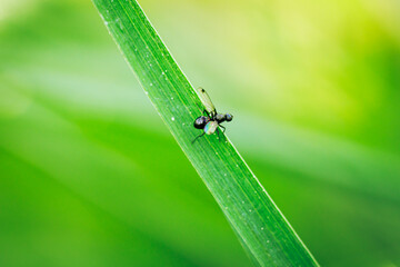 Closeup of a small fly on a green grass blade
