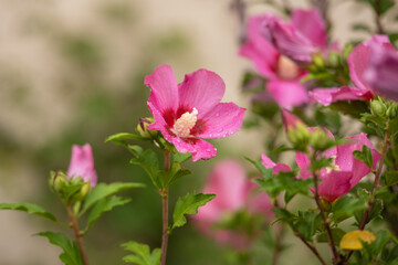 Spätsommerblüher Hibiskus in pink / Hibiscus syriacus / Garteneibisch Woodbridge