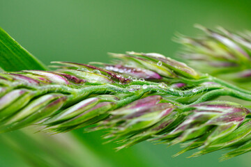 Close up of grass panicle with dew droplets