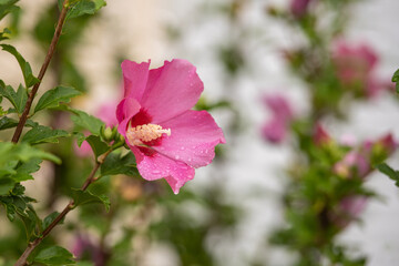 Spätsommerblüher Hibiskus in pink / Hibiscus syriacus / Garteneibisch Woodbridge