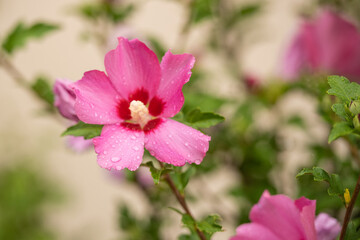 Spätsommerblüher Hibiskus in pink / Hibiscus syriacus / Garteneibisch Woodbridge