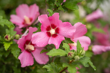Spätsommerblüher Hibiskus in pink / Hibiscus syriacus / Garteneibisch Woodbridge © Julia
