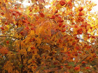 autumn leaves background