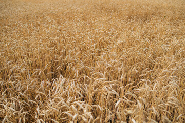 Wheat field on a warm summer day