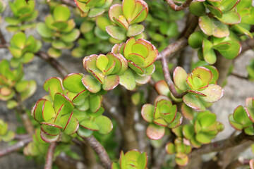 Jade plant leaves. This plant is also known as Crassula ovata, lucky plant, money plant or money tree,