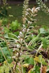 Acanthus mollis, commonly known as bear's breeches,sea dock,bear's foot plant, sea holly or oyster plant