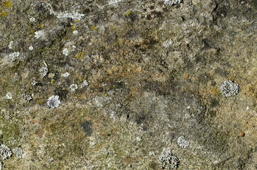 Close up of a rock with lichens