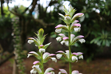 Acanthus mollis, commonly known as bear's breeches,sea dock,bear's foot plant, sea holly or oyster plant