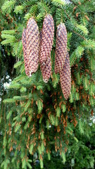 Spruce with big cones - hanging cones
on a spruce branch. 