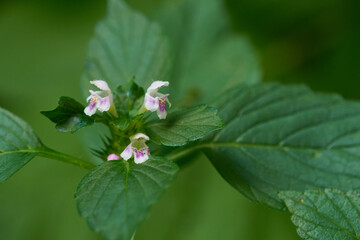 Gemeiner Hohlzahn (Galeopsis tetrahit)