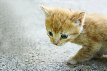 Cute little kitten outdoors. Pets, cats, animals day concept.