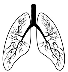 Medicine and science. The structure of the lungs