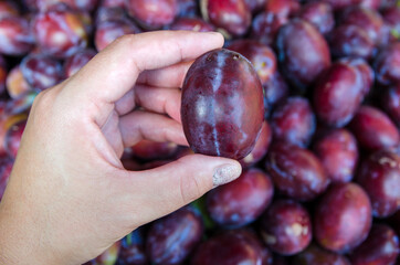 one large plum in a woman's hand against the background of plums. Close-up. Hold the plum with your fingers.
