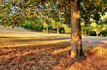 Baum in der Morgensonne