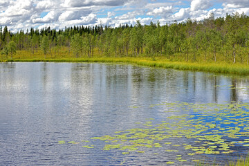 Summer landscapes. Northern lake with swampy shores. Finnish Lapland