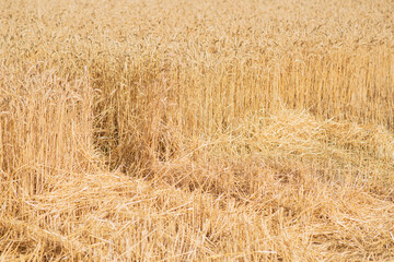 Wheat field on a warm summer day