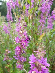Bee in purple flowers in the garden