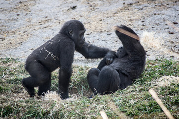 Crias de gorilla jugando.