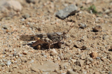 Desert grasshopper, also known as the Trimerotropis Pallidipennis.