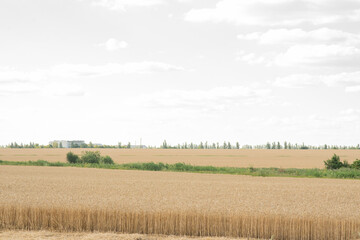 Fototapeta na wymiar Wheat field on a warm summer day