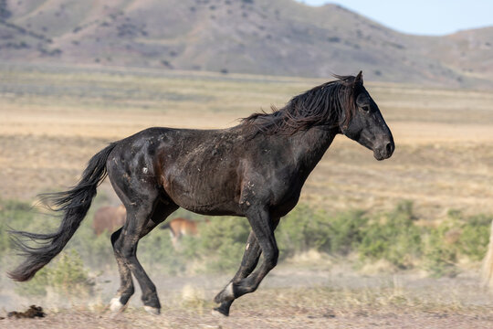 Majestic Wild Horse Stallion In Utah