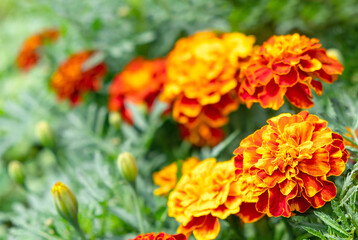 Orange flowers on the meadow with green leaves. Close up view