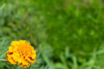 Yellow flower on the meadow with green grass on background. Close up view. Copy space.