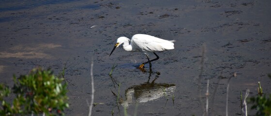 great blue heron ardea cinerea