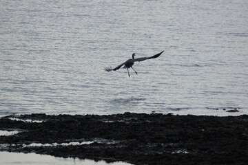 Black Heron landing on its prey