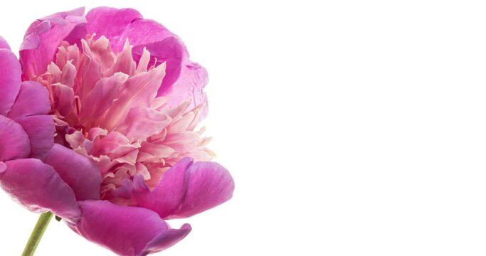 Beautiful pink Peony on white background. Blooming peony flower open, time lapse, close-up. With place for text or image. 4К Wedding backdrop, Valentine's Day concept. 4K video timelapse