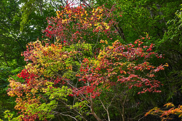 埼玉県　中津川の紅葉

