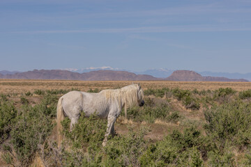 Majestic Wild Horse Stallion in Utah