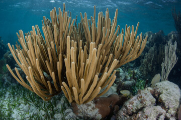 A gorgonian grows on a shallow coral reef on Turneffe Atoll in Belize. The reefs of this region are part of the Mesoamerican Barrier Reef, the second largest reef system on Earth.