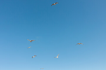 A flock of seagulls flying