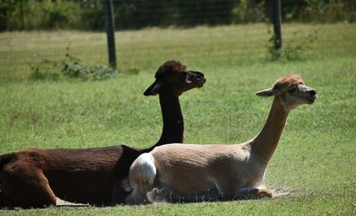 Sun bathing Alpacas