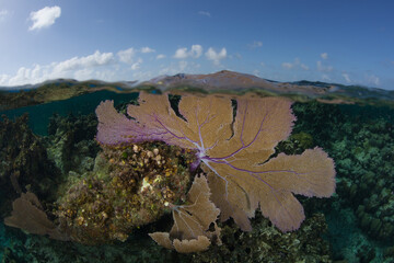 Sea fans grow on a shallow coral reef on Turneffe Atoll in Belize. The reefs of this region are...