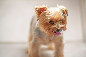 A Yorkshire Terrier with its tongue hanging out. Photographed in close-up.