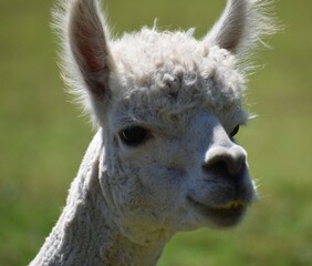 white alpaca portrait