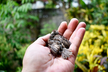 The spotted brown sparrow dies in the gentle hands of a veterinarian.