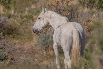 Majestic Wild Horse Stallion in Utah