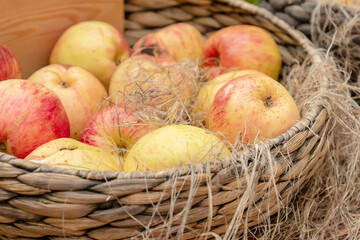 Close up of ripe red juicy apples in a wicker basket at the market
