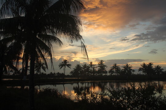 This a images silhouettes of coconut trees in a beautiful sunset