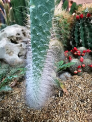 Macro photos of the cactus plant are dicotyledons in the family. Cactaceae on a naturally blurred background Close up with selected focus.