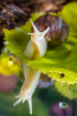 Achatina snail. Close-up. Green leaf. Reflection of a snail and a leaf in the water. Snail habitat. Soil in the background. Green leaf texture. Snail for relaxation and cosmetology. Forest fairy tale