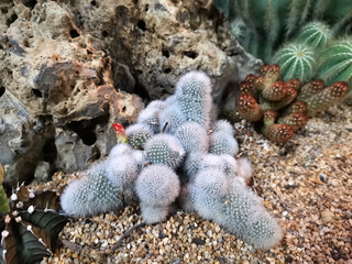 Macro photos of the cactus plant are dicotyledons in the family. Cactaceae on a naturally blurred background Close up with selected focus.