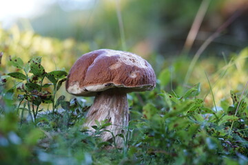 a beautiful boletus edulis in the morning sun on the forest floor