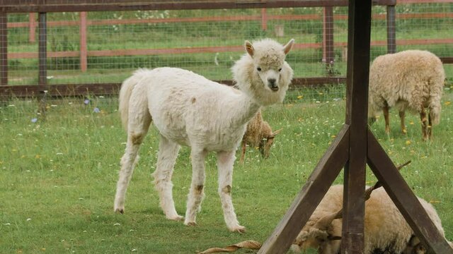 Cute sheared alpaca grazing in the corral with racka sheeps and chewing the grass.