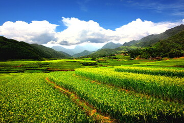 Fototapeta na wymiar Mu Cang CHAI rice fields ,rice terrace in rainy season after rain . nature green area best environment SAPA VIETNAM .