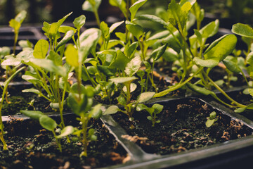 Seedlings growing in green house
